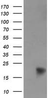 NDUFB9 Antibody (clone OTI3A1)