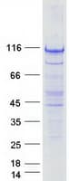 Human FAM40A Protein (Recombinant Myc-DDK (Flag))