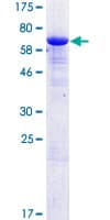 Human ERMN / Juxtanodin Protein (Recombinant GST)