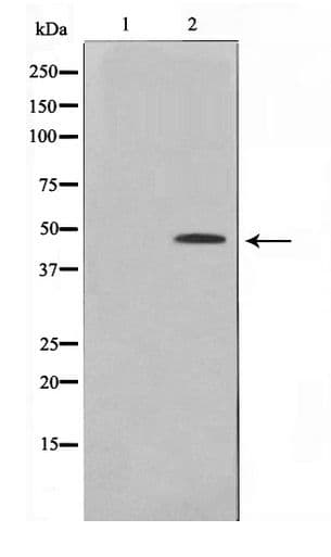 CTBP1 / CTBP Antibody (phospho-Ser422)