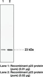 Polyclonal Rabbit anti-Human PTGES3 / p23 Antibody (WB)