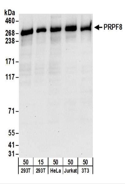 PRPF8 Antibody (aa1825-1875)