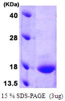 Human CR6 / GADD45G Protein (Recombinant)