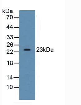 SDF2 Antibody (aa19-211, APC)