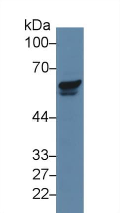 PAK2 Antibody (aa177-419)