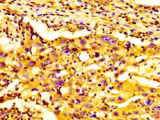 BMP12 / GDF7 Antibody