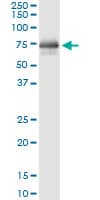 HCK Antibody (clone 1D9-1A9)