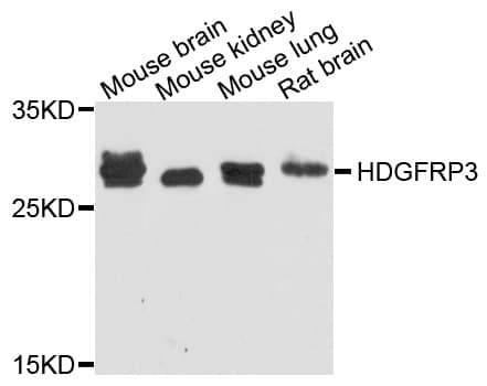 HDGFRP3 Antibody