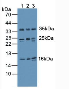 Ubiquitin Antibody (aa1-229, Cy3)