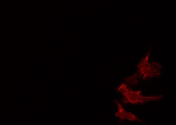 SRSF8 Antibody