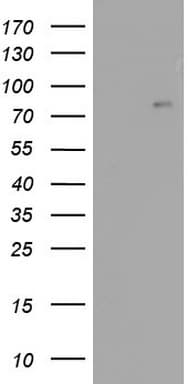 ACE2 / ACE-2 Antibody (aa18-237, clone OTI1D2)