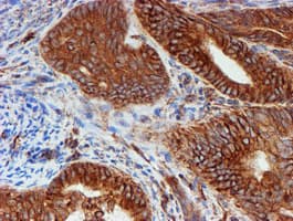 SCFD1 / SLY1 Antibody (clone OTI5G4)
