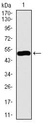 GNL3 / NS / Nucleostemin Antibody (aa1-226, clone 2C8D5)