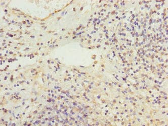 RBMS2 / SCR3 Antibody