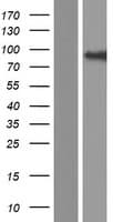 COG4 Protein (Over-Expression Lysate Myc-DDK (Flag))