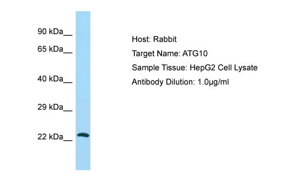 ATG10 Antibody (C-Terminus)