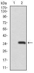 RNF74 / RAG1 Antibody (Amino Acid: 818-868, clone 1D9)