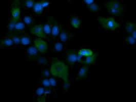 PIK3CG / PI3K Gamma Antibody (clone OTI6D1)