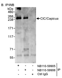 Capicua / CIC Antibody (aa1500-1608, DY650)