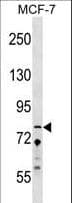 Polyclonal Rabbit anti-Human C13orf8 / ZNF828 Antibody (aa203-229, WB)