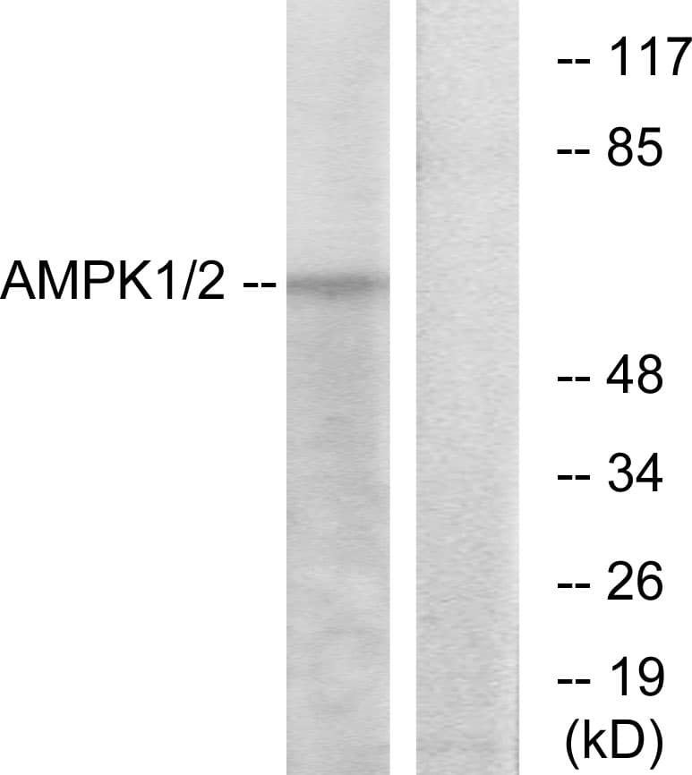 PRKAA1 / AMPK Alpha 1 Antibody (aa451-500)