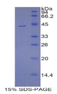 Mouse PIP / GCDFP-15 Protein (Recombinant His-GST)
