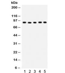 CUL1 / Cullin 1 Antibody