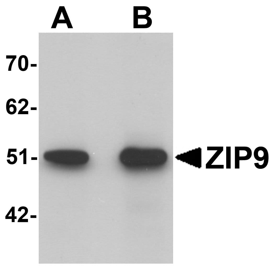 SLC39A9 Antibody