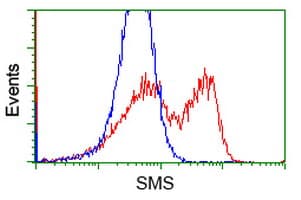 SMS / Spermine Synthase Antibody (clone OTI3A8, Carrier-free)