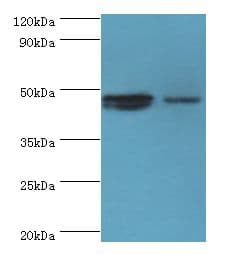 SMAD3 Antibody (aa1-230)
