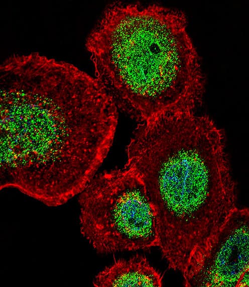 Polyclonal Rabbit anti-Human LEF1 Antibody (aa10-37, IF, WB)