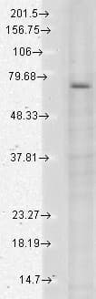 TRPV3 Antibody (aa458-474, clone S15-4)