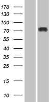 SP3 Protein (Over-Expression Lysate Myc-DDK (Flag))