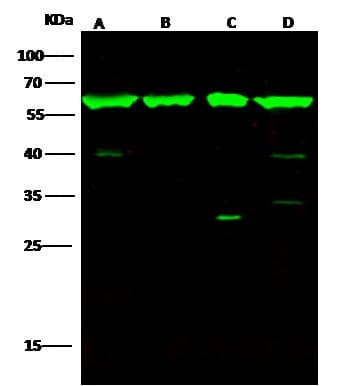 HSPD1 / HSP60 Antibody (Preservative Free)
