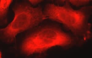 NES / Nestin Antibody (aa1464-1614, clone 10C2, Biotin)