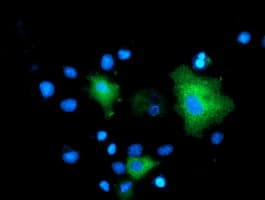 Monoclonal Mouse anti-Human MAPK12 / ERK6 / SAPK3 Antibody (clone OTI2F1, IF, WB)