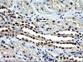 EPM2AIP1 Antibody (clone OTI1G9)