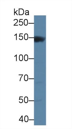 MAP3K6 / MEKK6 Antibody (aa649-907, APC, Cy7)