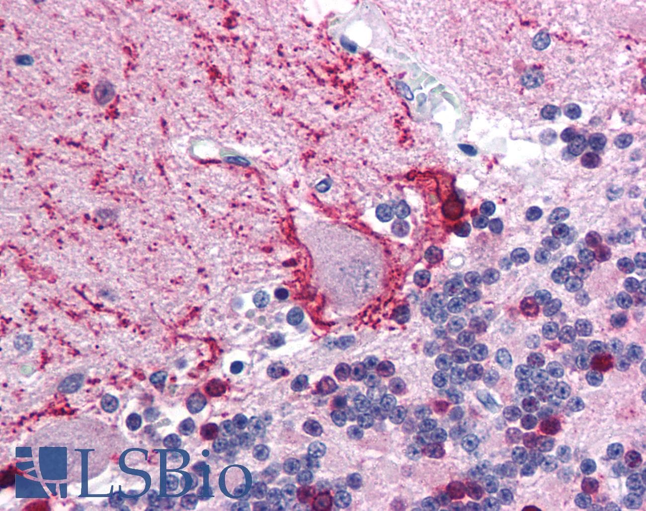 TRIM31 / RNF Antibody (aa117-166)