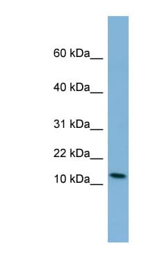Peptide YY / PYY Antibody (aa35-84)