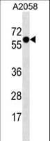 SYT4 Antibody (aa57-85)