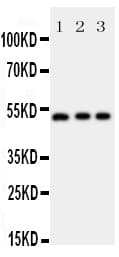 ANXA7 / Annexin VII / SNX Antibody (aa445-460)