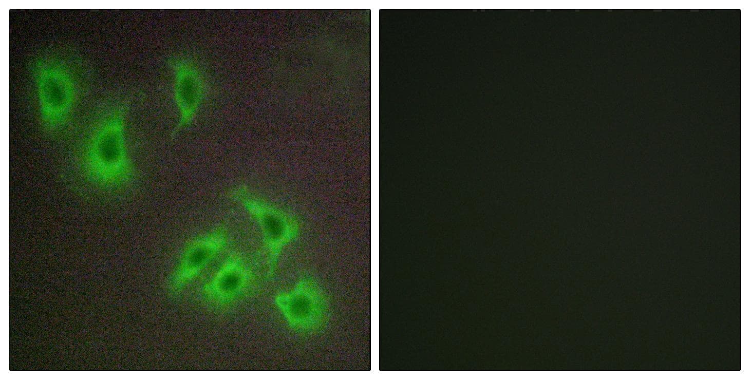 BCL2L2 / Bcl-w Antibody