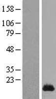 SPRR1A Protein (Over-Expression Lysate Myc-DDK (Flag))