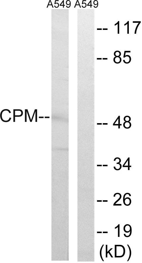 CPM / Carboxypeptidase M Antibody