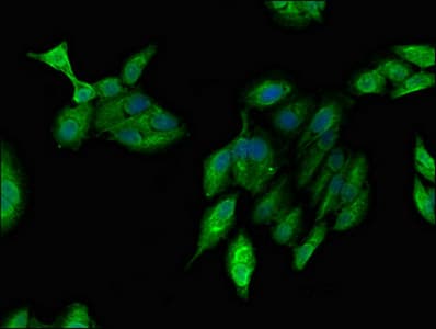 ARF1 Antibody