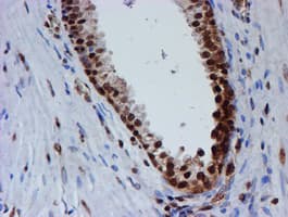 FMR1 / FMRP Antibody (clone OTI3B4)