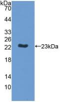 MPHOSPH6 Antibody (aa331-503, Biotin)