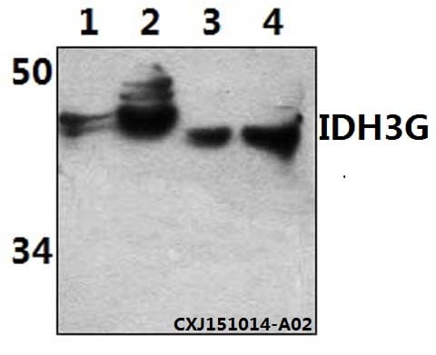 IDH3G Antibody (aa170-215)