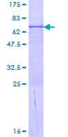 Human PPA2 Protein (Recombinant GST)